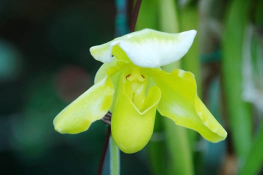 The orchis of spring, green lady slipper