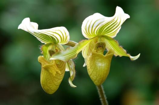The orchis of spring, green lady slipper