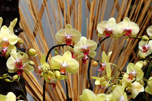 The yellow orchid flowers over bamboo sticks