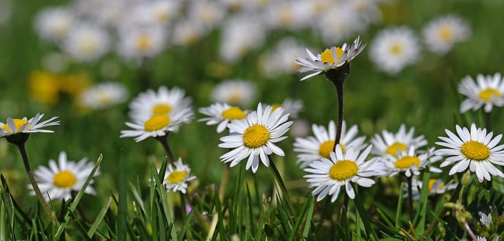 Daisy