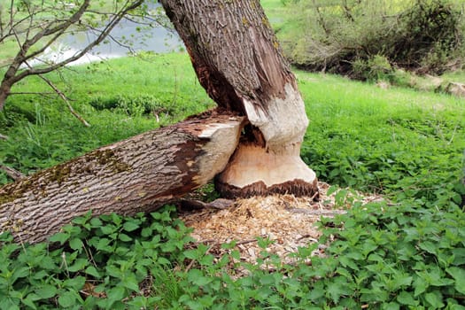 A deciduous tree nailed and felled by a beaver. Bite marks from a beaver on a tree