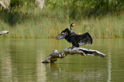 Cormorant (Phalacrocorax carbo)