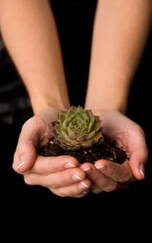 Beautiful hands hold new life as a plant