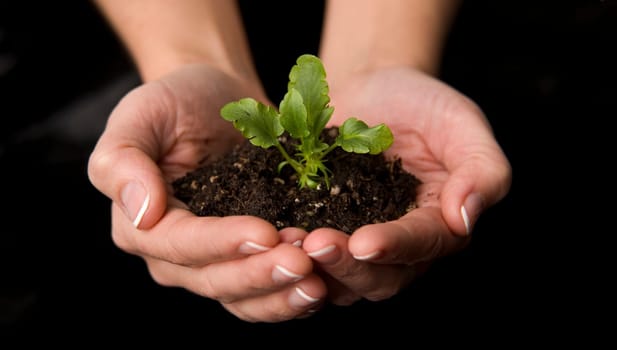 Beautiful hands hold new life as a plant