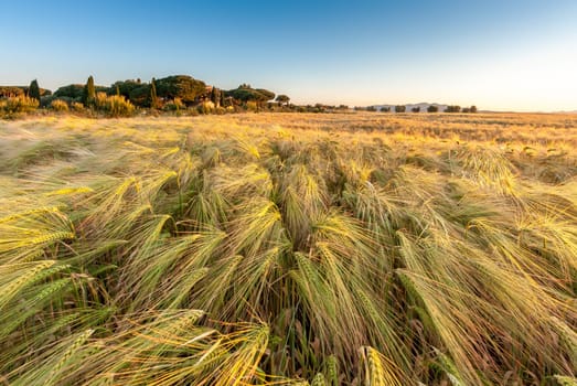 Young wheat growing in green farm field under blue sky on sunset