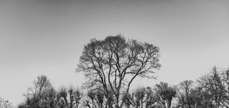 Dry trees silhouette black and white