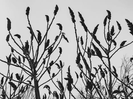 Plant branches with buds black and white