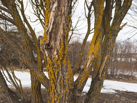 Old dry tree trunk overgrown with moss