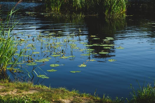 Water lilies in a pond with blue water