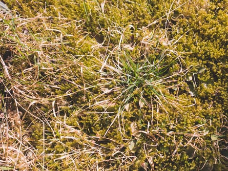Green grass with moss background