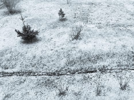 First snow covers the ground on the yard