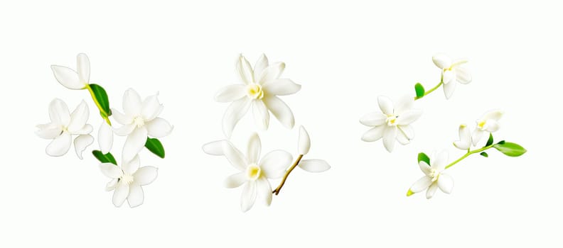 Vanilla is a spice derived from orchids of the genus Vanilla, primarily obtained from pods of the Mexican species, flat-leaved vanilla (V. planifolia)