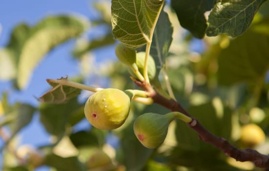 Deliclious young green fig fruits with nectar drops. Closeup