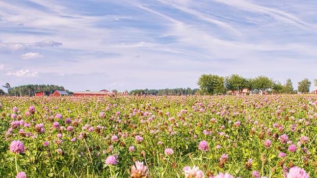 Clover field on a meadow. Flower meadow in green and pink. Plants from nature. Landscape photograph.