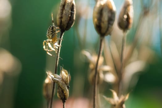 Cross spider crawling on a spider thread to a plant. Blurred background. A useful hunter among insects. Arachnid. Animal photo from the wild.