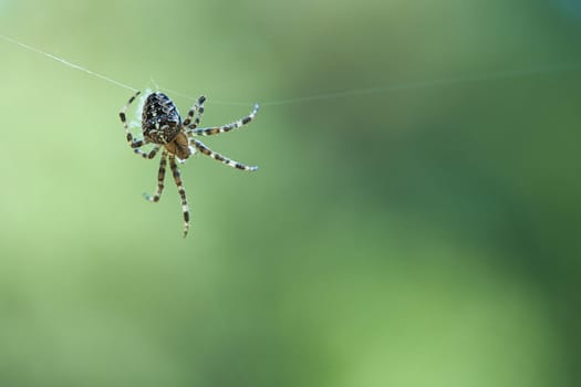 Cross spider crawling on a spider thread. Blurred background. A useful hunter among insects. Arachnid. Animal photo from the wild.