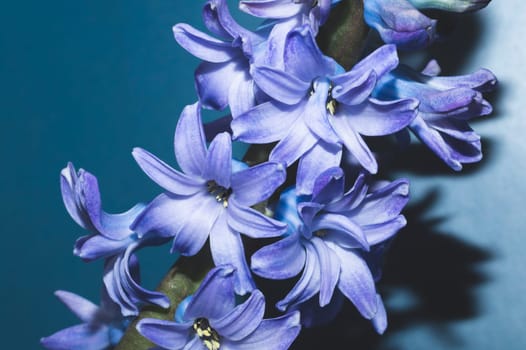 Hyacinth flower with violet petals close up. home plant