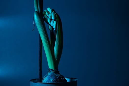 Germinated hyacinth bulb. sprout of the houseplant