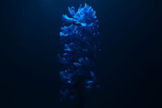 Hyacinth flower under blue light in the dark close up