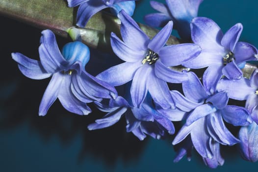 Hyacinth flower with violet petals close up. home plant