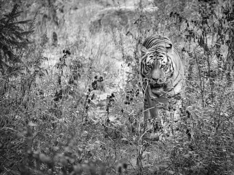 Siberian tiger in black white. Elegant big cat. Endangered predator. White, black, orange striped fur. Mammal animal photo