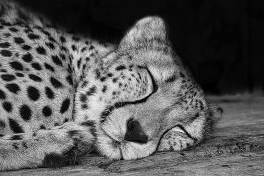 Cheetah in black white lying behind grass. Spotted fur. The big cat is a predator. Resting mammal. Animal photo of a hunter