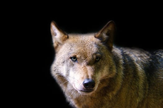 Siberian wolf in portrait. Individually depicted. Predator looking at the viewer. Mammal animal photo
