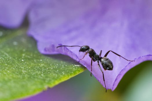ants on a flower alone shown in great detail. macro shot where every detail can be seen.