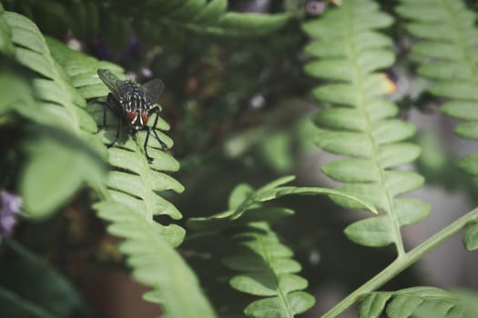 Flesh fly on a green leaf with light and shadow. Hairy legs in black and gray. Insect feeding. Macro shot of a fly