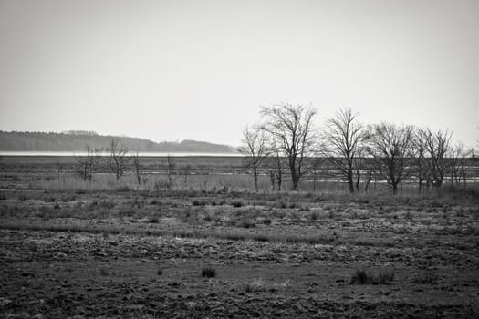 Tree in black and white in the reeds on the darss. dramatic sky by the sea . Landscape on the Baltic Sea. Nature photo.