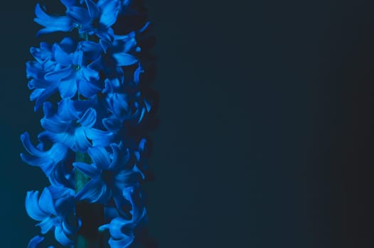 Hyacinth flower under blue light in the dark close up