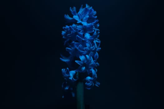 Hyacinth flower under blue light in the dark close up