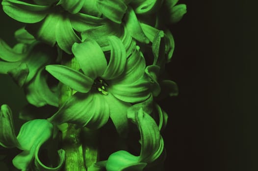 Hyacinth flower under green light. home plant in the dark