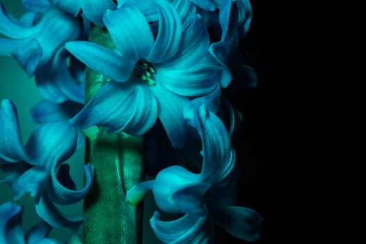 Hyacinth flower under blue light in the dark close up