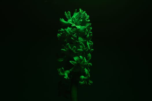 Hyacinth flower under green light. home plant in the dark
