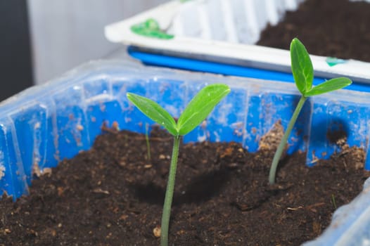 Small green sprouts growing in the soil