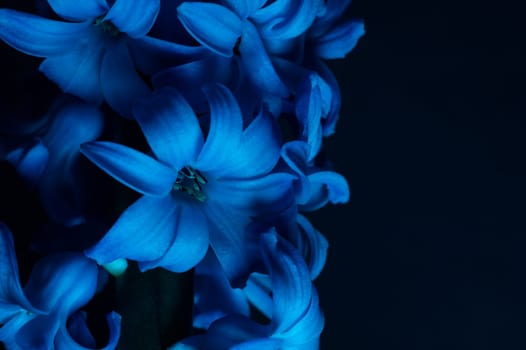 Hyacinth flower under blue light in the dark close up