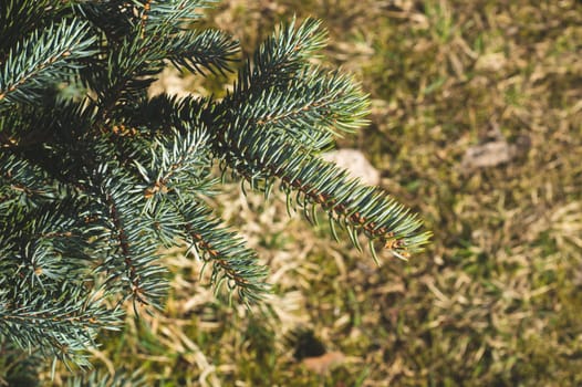 Branches of blue fir tree. pine needles close up
