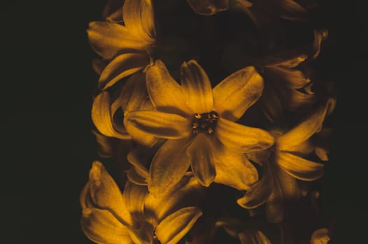 Hyacinth flower under yellow lighting. houseplant in the dark close up