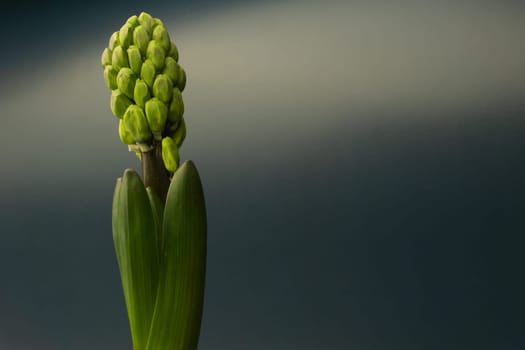Growing flower of hyacinth close up. buds of houseplant