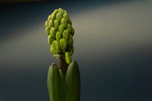 Growing flower of hyacinth close up. buds of houseplant