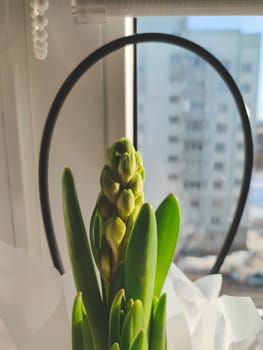 Growing flower of hyacinth close up. buds of houseplant