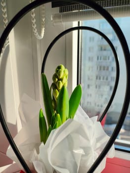 Growing flower of hyacinth close up. buds of houseplant