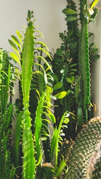 Various tall succulent plants close up