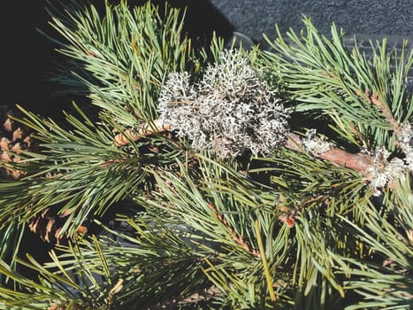 Fir branches with moss and cones close up