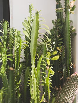 Various tall succulent plants close up