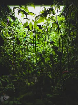 Tomato plants with dense foliage under lamp. green leaves