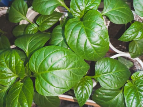 Green leaves of bell pepper plants close up