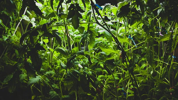 Tomato plants with dense foliage. green leaves