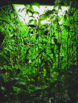 Tomato plants with dense foliage under lamp. green leaves
